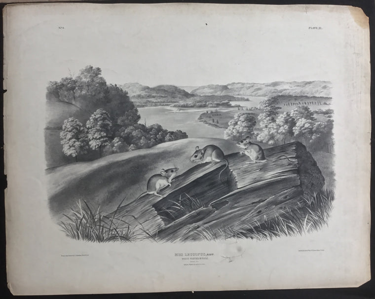 Lord-Hopkins Collection, Audubon Original Imperial plate 40, White Footed Mouse