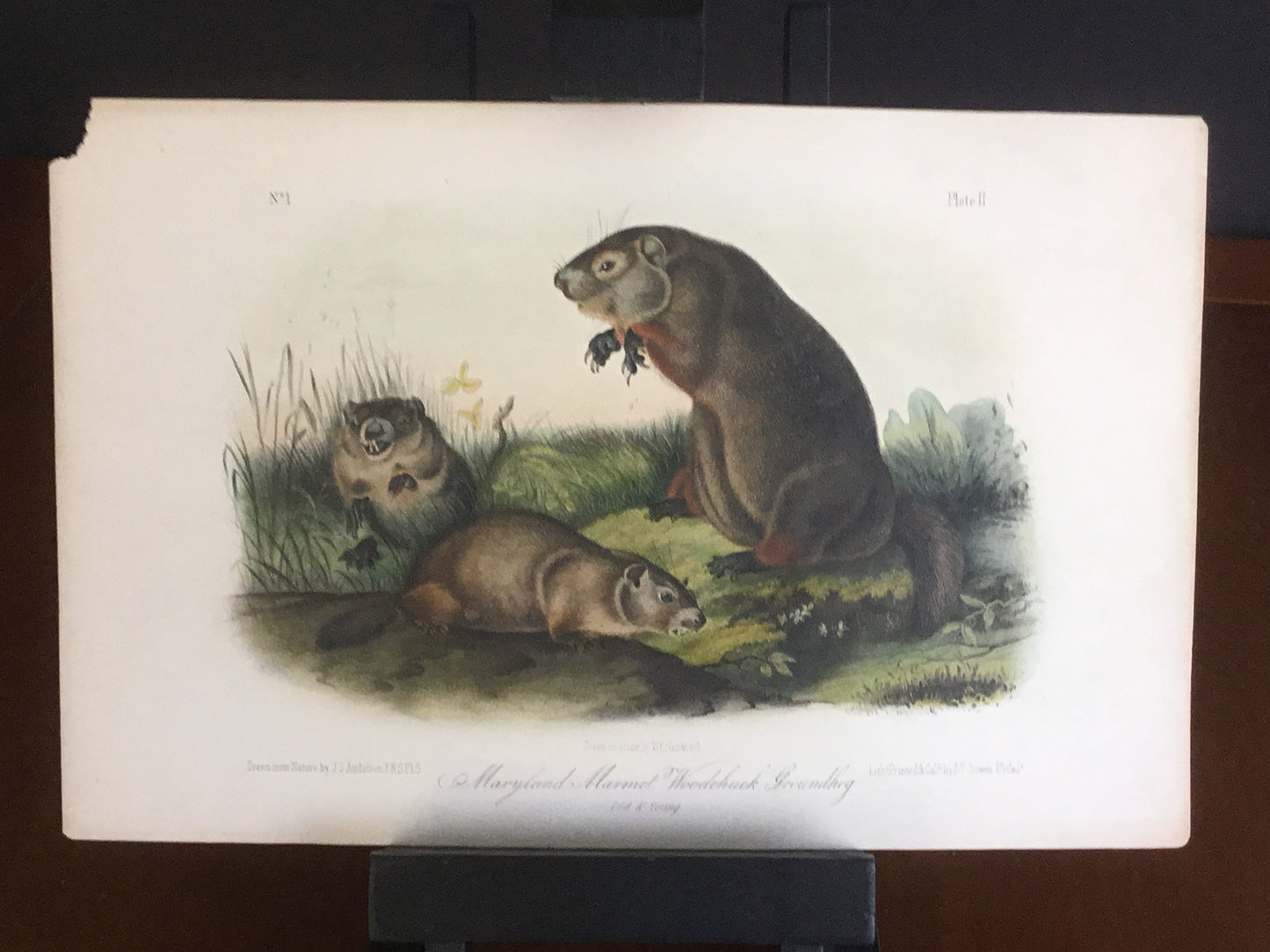 
                  
                    lord-Hopkins Collection Audubon Octavo Quadruped - Maryland Marmot Woodchuck Groundhog
                  
                
