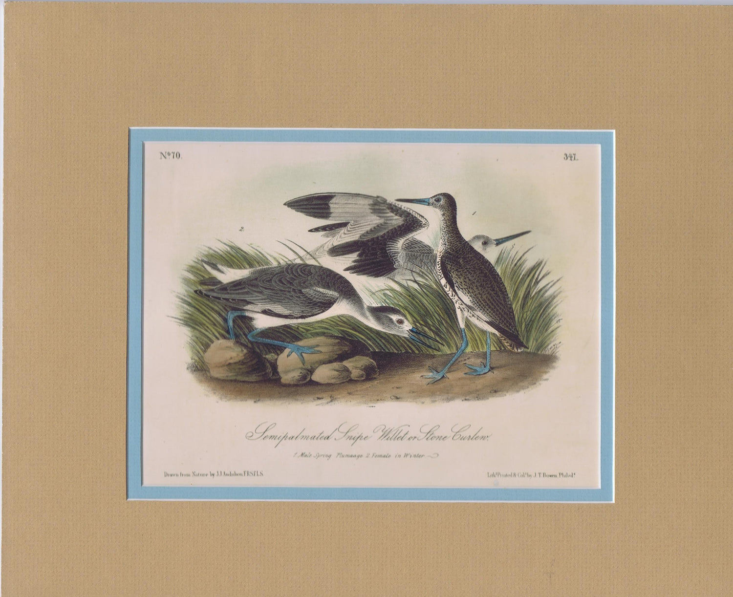 Audubon Original Octavo Matted, Semipalmated Snipe, plate 347