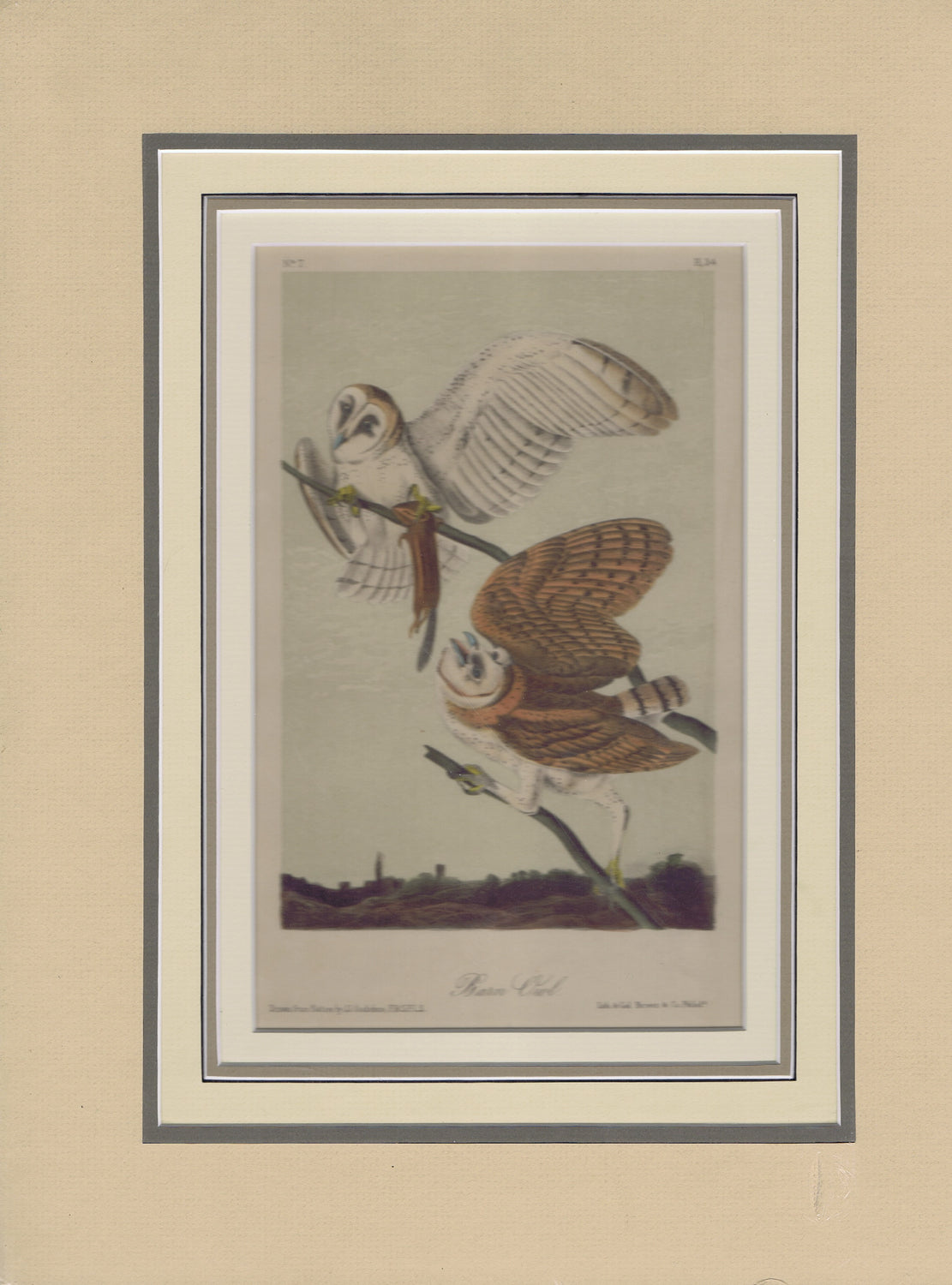 Audubon Original Octavo Matted, Barn Owl, plate 34