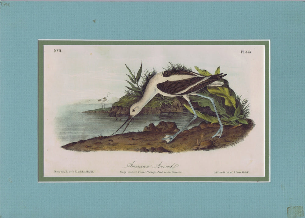 Audubon Original Octavo Matted, American Avocet, plate 353
