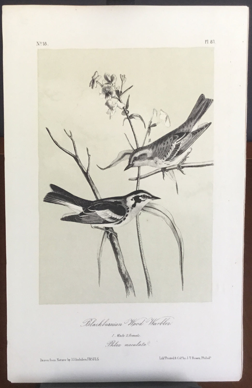Audubon Octavo Blackburnian Wood Warbler (2), plate 81, uncolored test sheet, 7 x 11