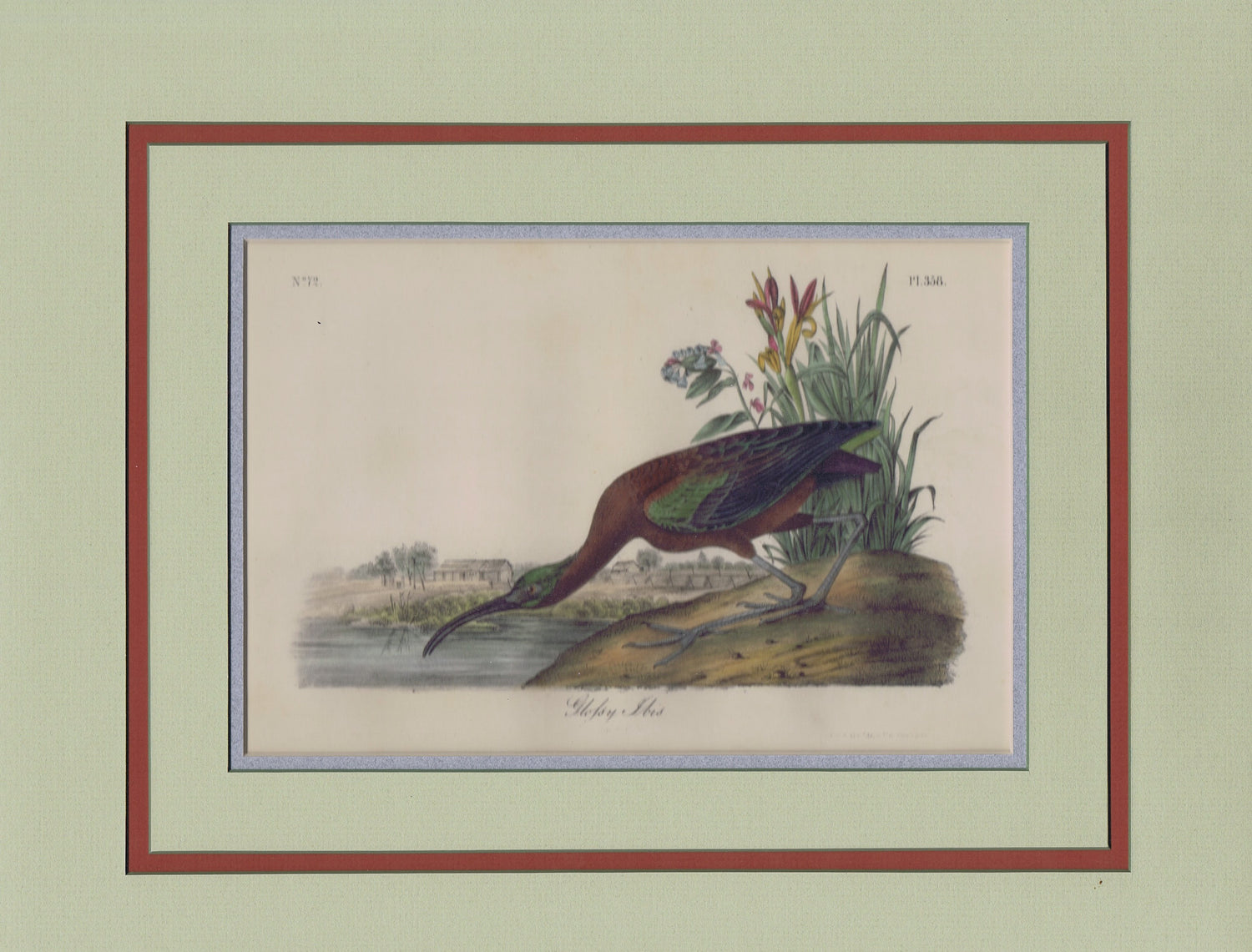Audubon Original Octavo Matted, Glossy Ibis, plate 358