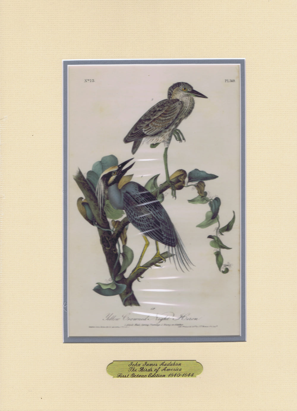 Audubon Original Octavo Matted, Yellow-crowned Heron, plate 364