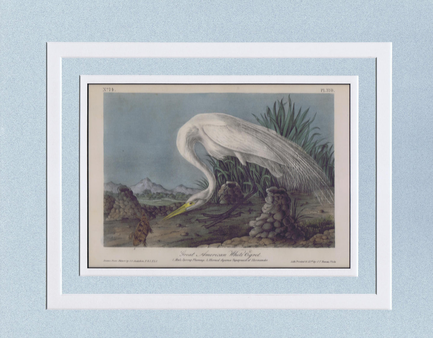Audubon Original Octavo Matted, American White Egret, plate 370