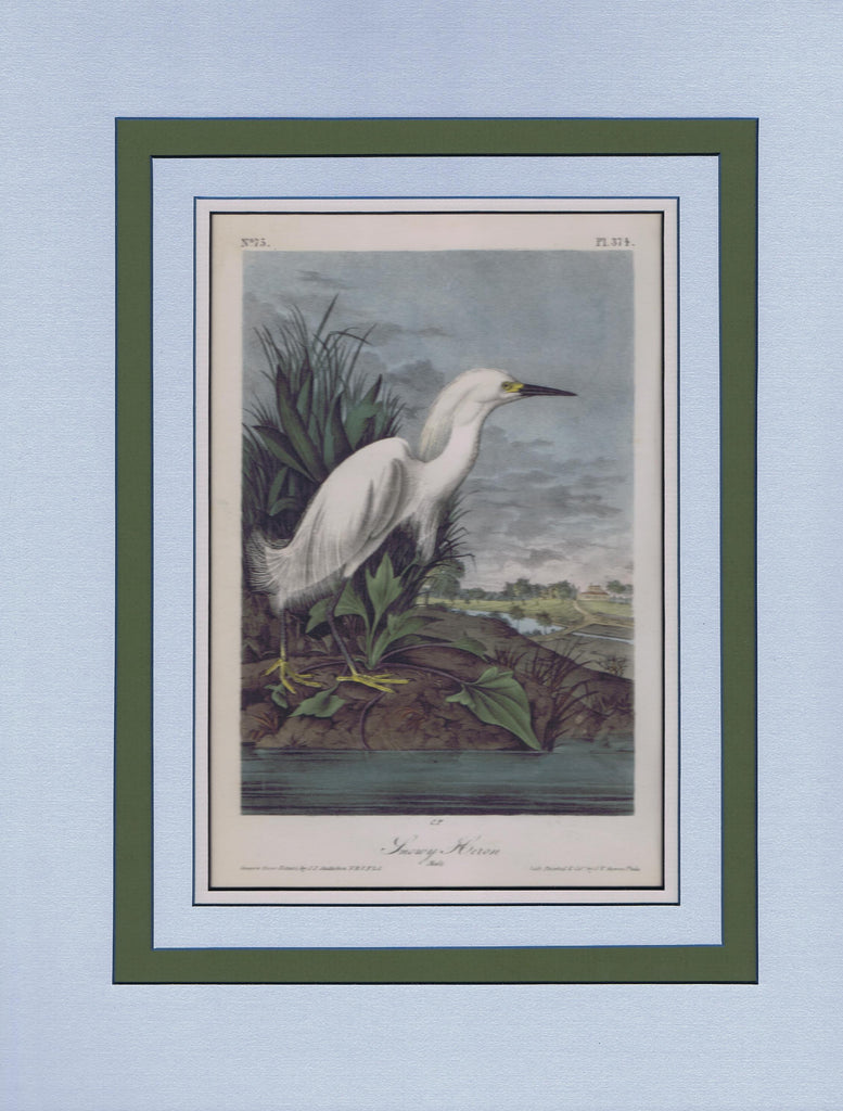 Audubon Original Octavo Matted, Snowy Egret, plate 374