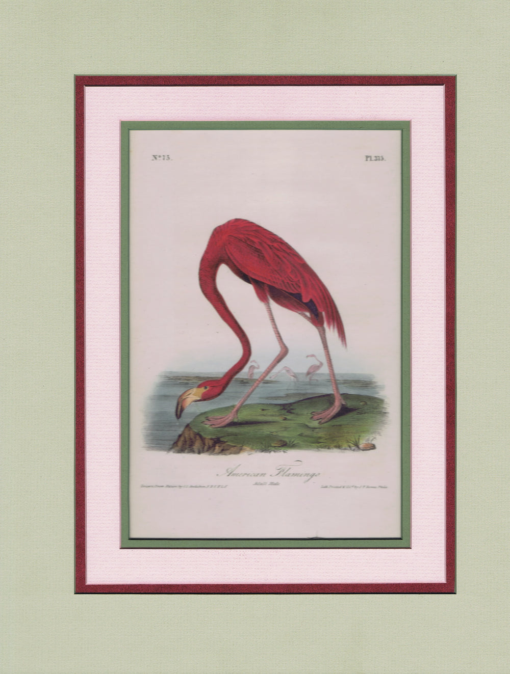 Audubon Original Octavo Matted, American Flamingo, plate 375