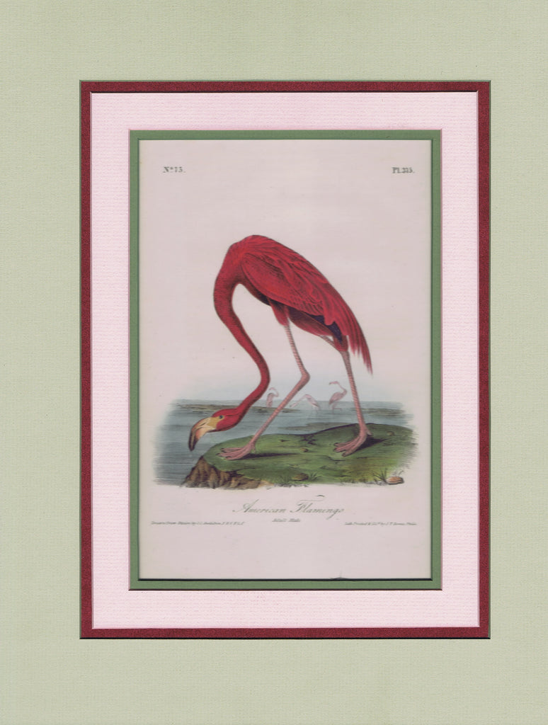 Audubon Original Octavo Matted, American Flamingo, plate 375