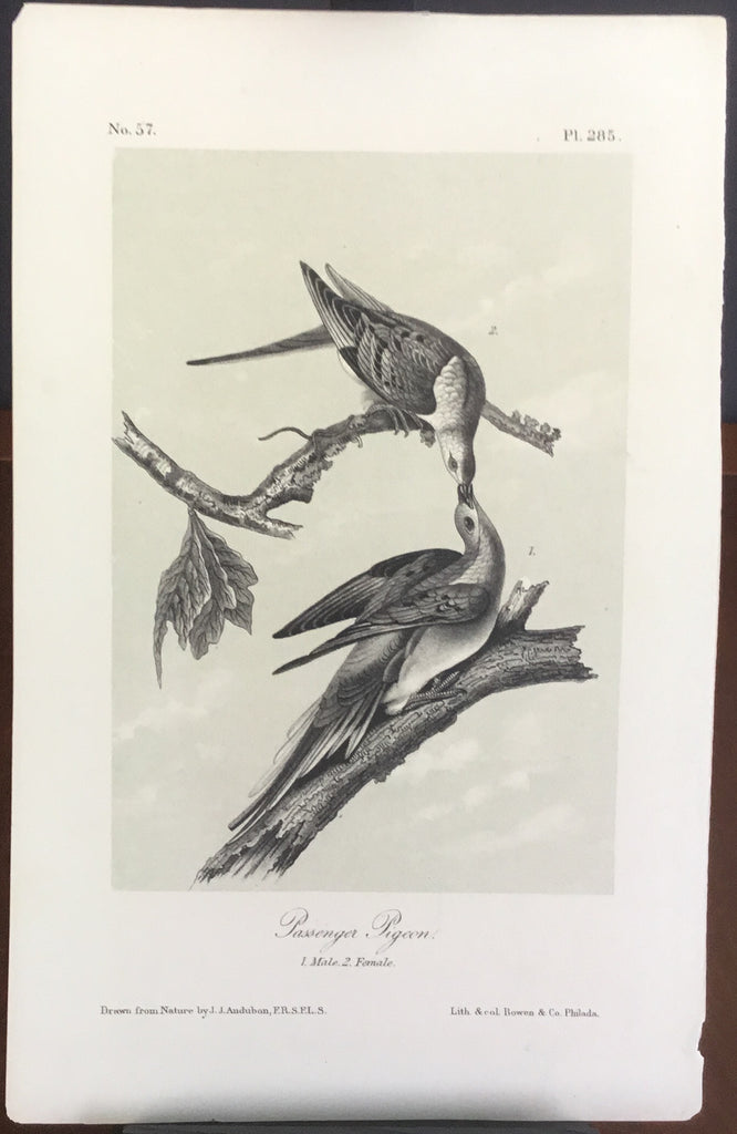Audubon Octavo Passenger Pigeon (2), plate 285, uncolored test sheet, 7 x 11