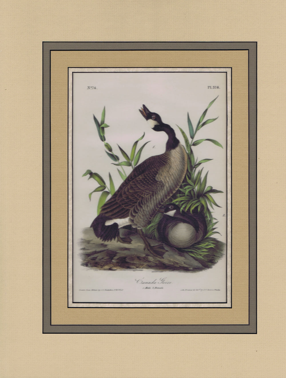 Audubon Original Octavo Matted, Canada Goose, plate 376