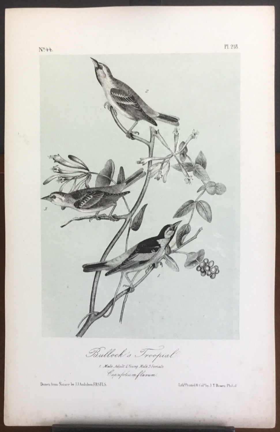 Audubon Octavo Bullock’s Troopial, plate 218, uncolored test sheet, 7 x 11