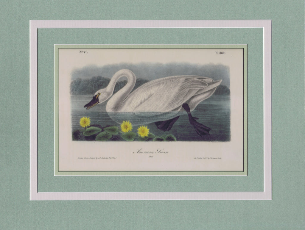 Audubon Original Octavo Matted, American Swan, plate 384