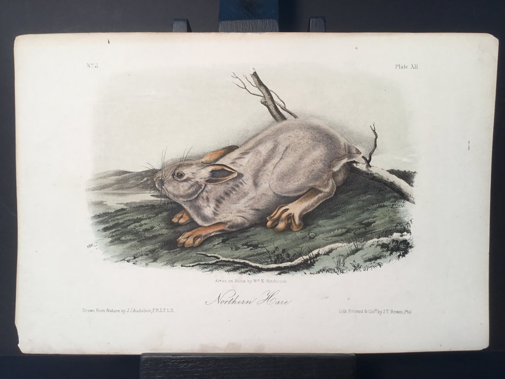 Lord-Hopkins Collection - Northern Hare