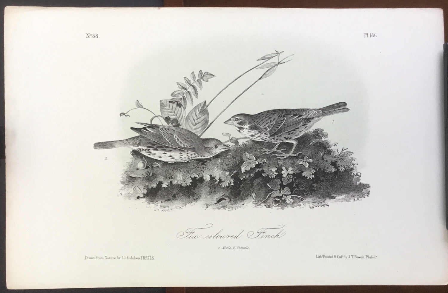 Audubon Octavo Fox-colored Finch (2), plate 186, uncolored test sheet, 7 x 11