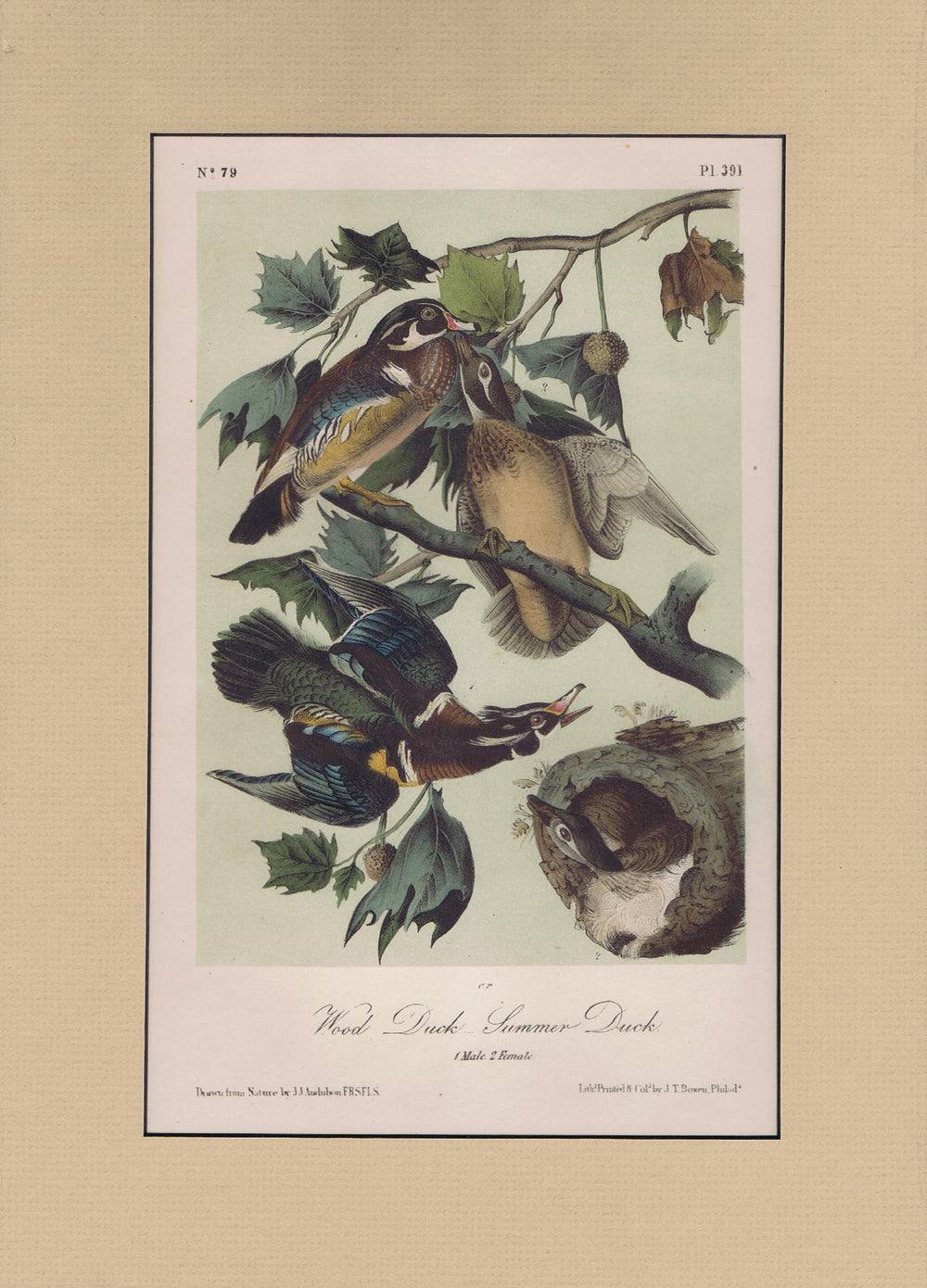 Audubon Original Octavo Matted, Wood Duck, plate 391