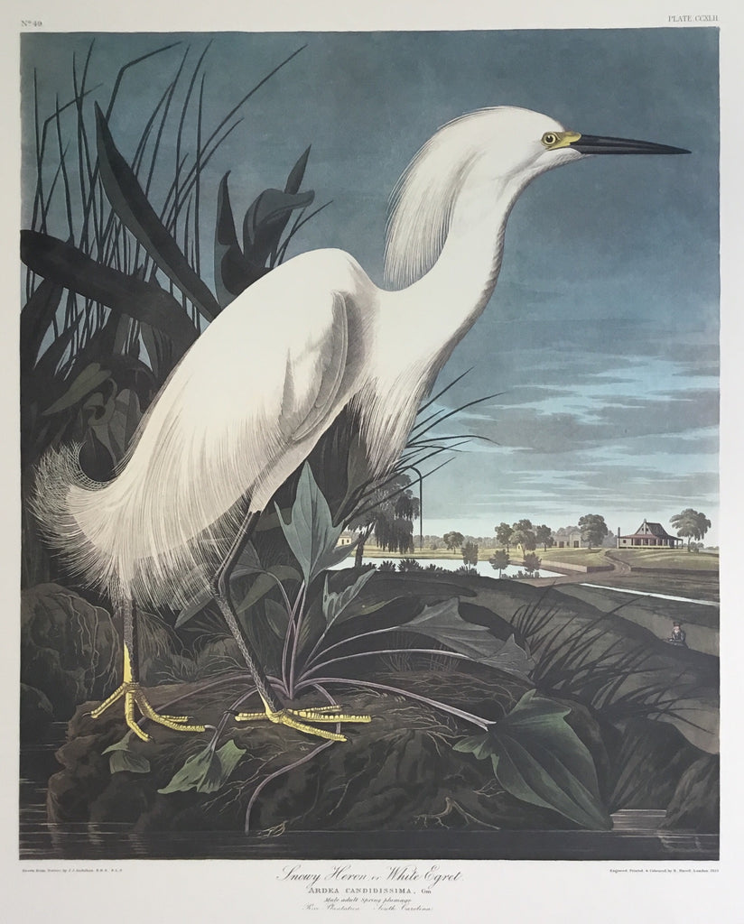 Princeton double elephant Snowy Egret with wide margins trimmed to 21 x 26 1/4 inches.
