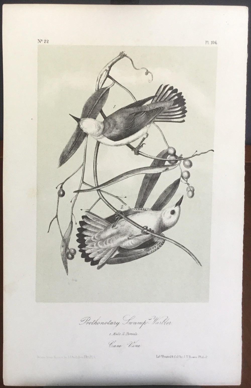 Audubon Octavo Prothonotary Swamp Warbler, plate 106, uncolored test sheet, darker tint, 7 x 11