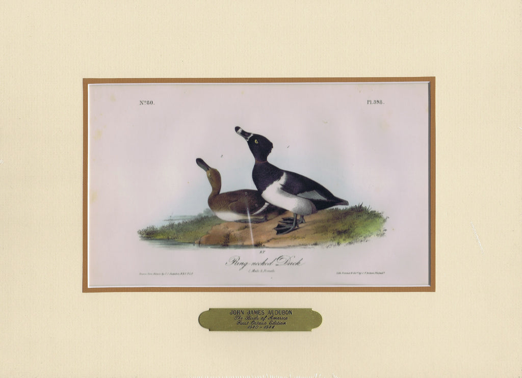 Audubon Original Octavo Matted, Ring-necked Duck, plate 398