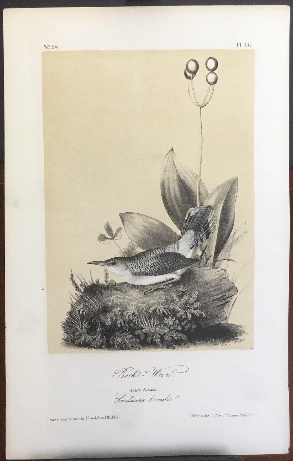 Audubon Octavo Rock Wren, plate 116 (2), uncolored test sheet, 7 x 11
