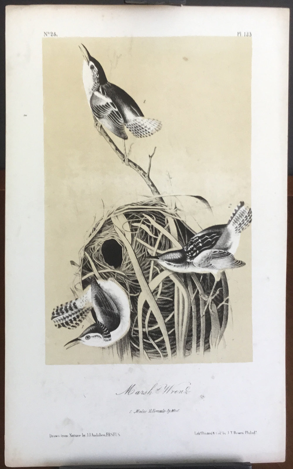 Audubon Octavo Marsh Wren, plate 123, uncolored test sheet, 7 x 11