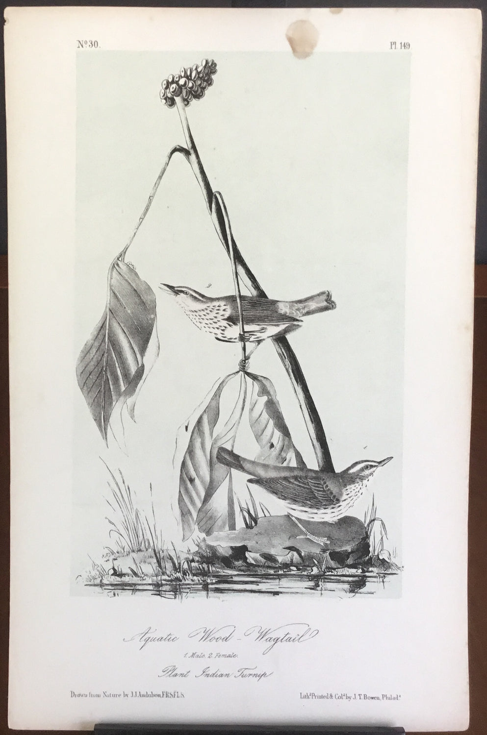 Audubon Octavo Aquatic Wood Wagtail (2), plate 149, uncolored test sheet, 7 x 11