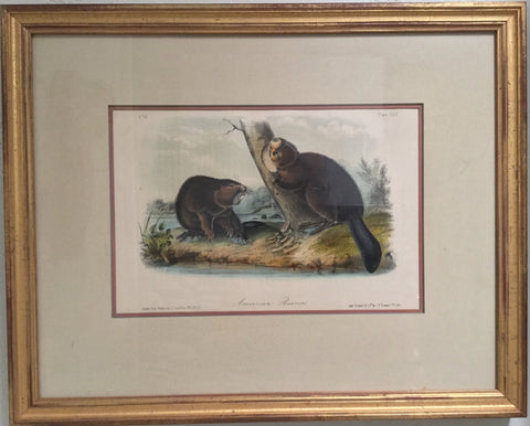 Original Audubon Octavo American Beaver, Plate 45 (Framed)