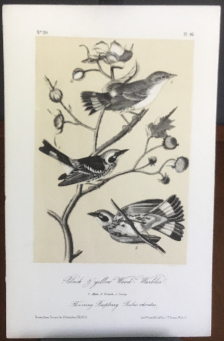 Audubon Octavo Black and Yellow Wood Warbler, plate 96, uncolored test sheet, 7 x 11