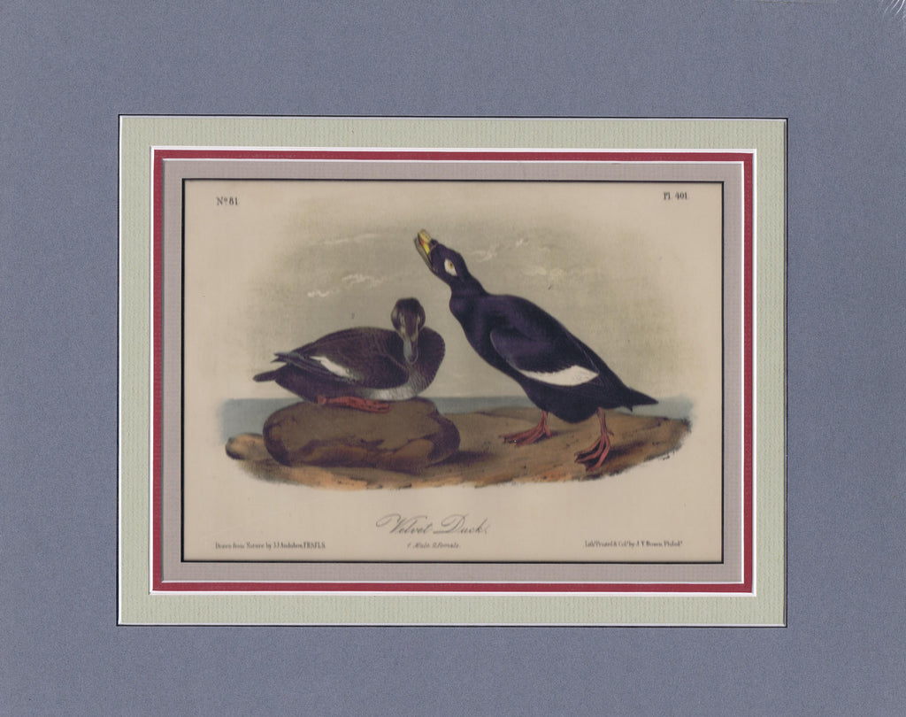 Audubon Original Octavo Matted, Velvet Duck, plate 401