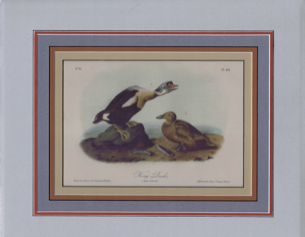 Audubon Original Octavo Matted, King Duck, plate 404