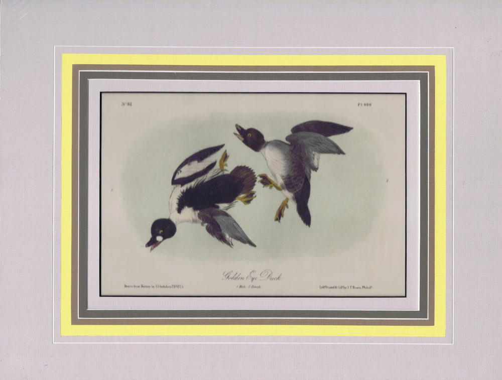 Audubon Original Octavo Matted, Golden Eye Duck, plate 406
