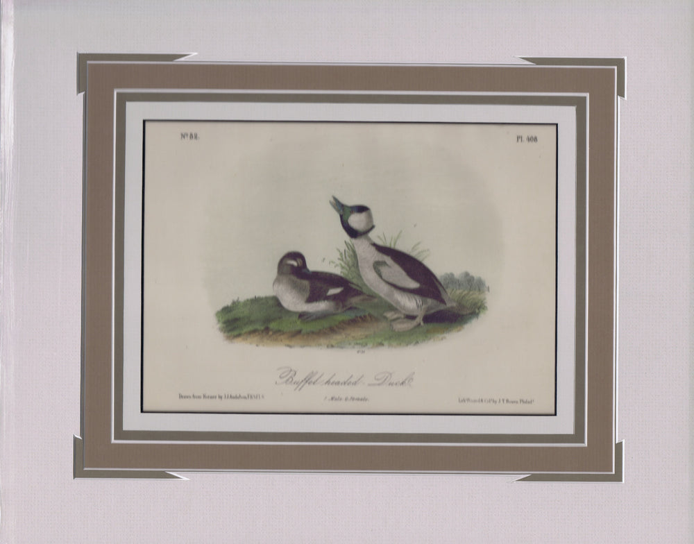 Audubon Original Octavo Matted, Buffel-headed Duck, plate 408