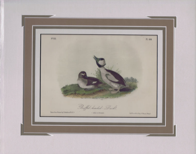 Audubon Original Octavo Matted, Buffel-headed Duck, plate 408