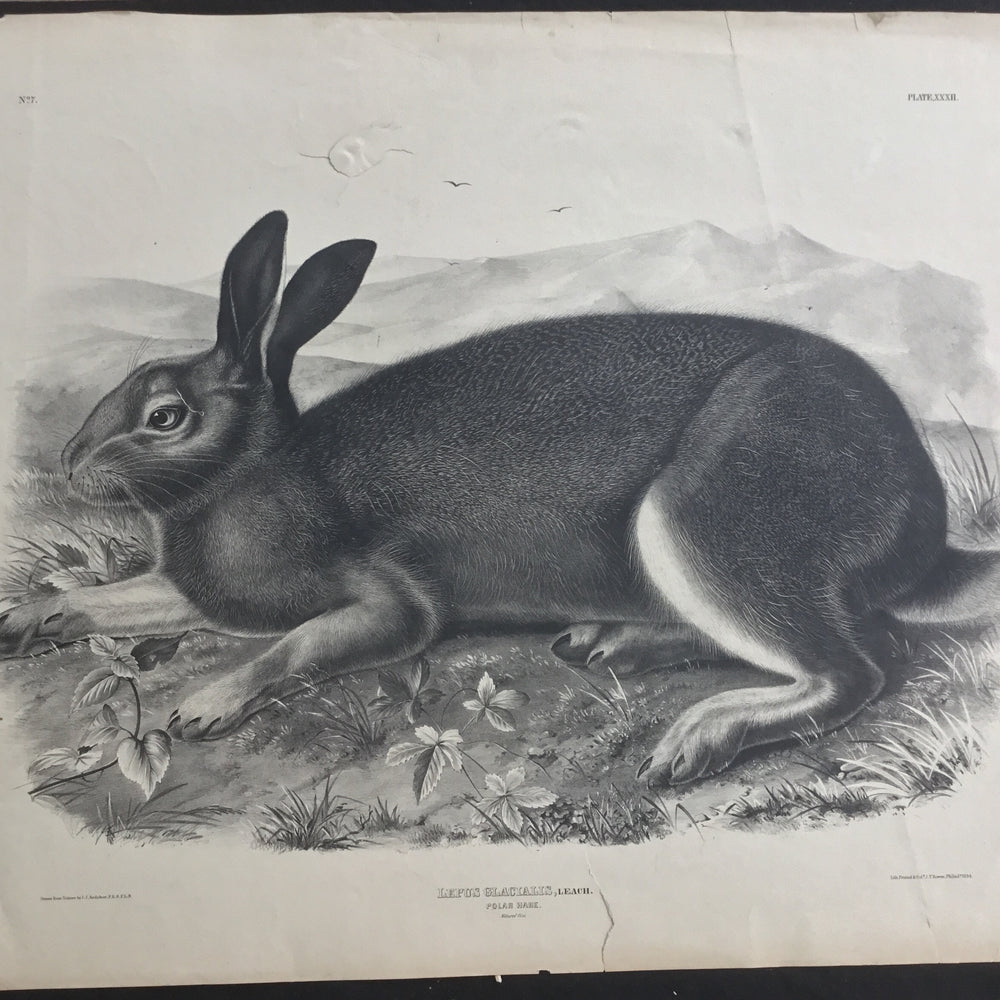 
                  
                    Lord-Hopkins Collection, Audubon Original Imperial plate 302, Polar Hare
                  
                