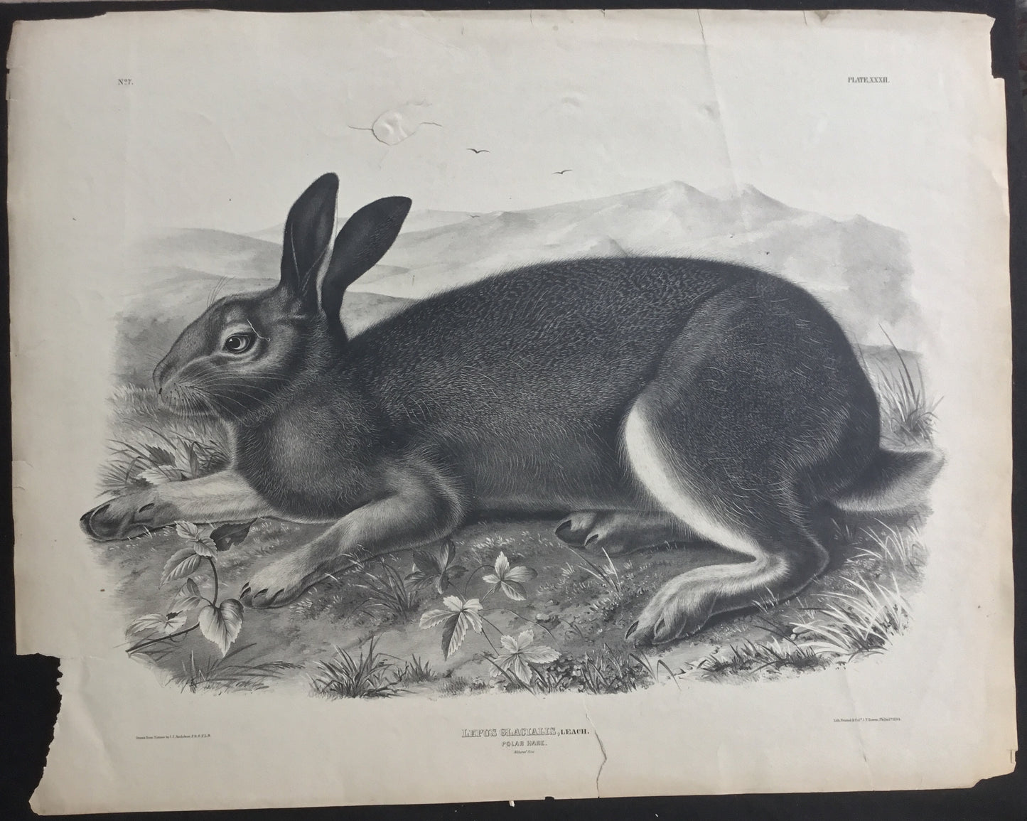 
                  
                    Lord-Hopkins Collection, Audubon Original Imperial plate 302, Polar Hare
                  
                