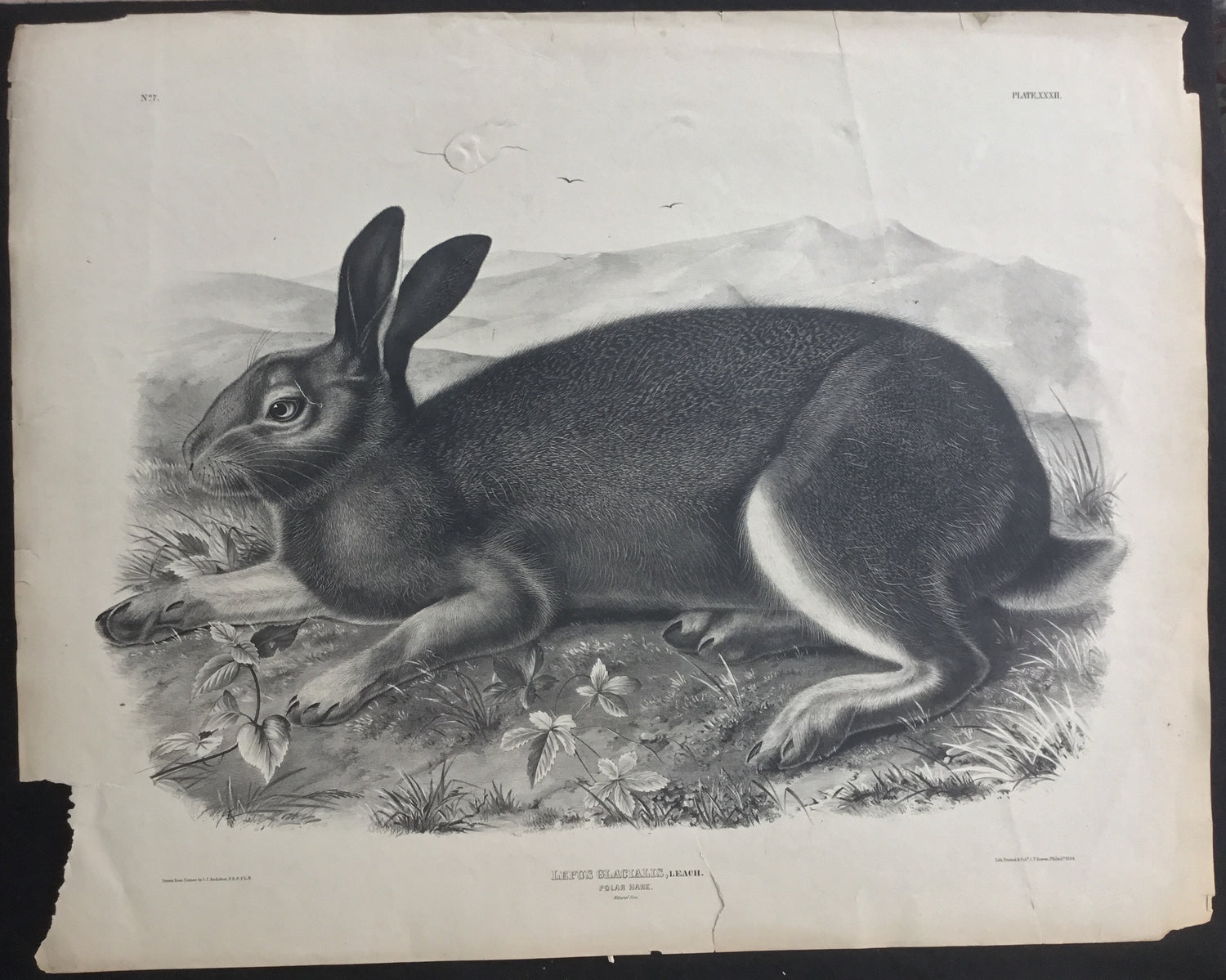 Lord-Hopkins Collection, Audubon Original Imperial plate 302, Polar Hare