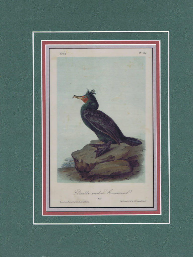 Audubon Original Octavo Matted, Double Crested Cormorant, plate 416