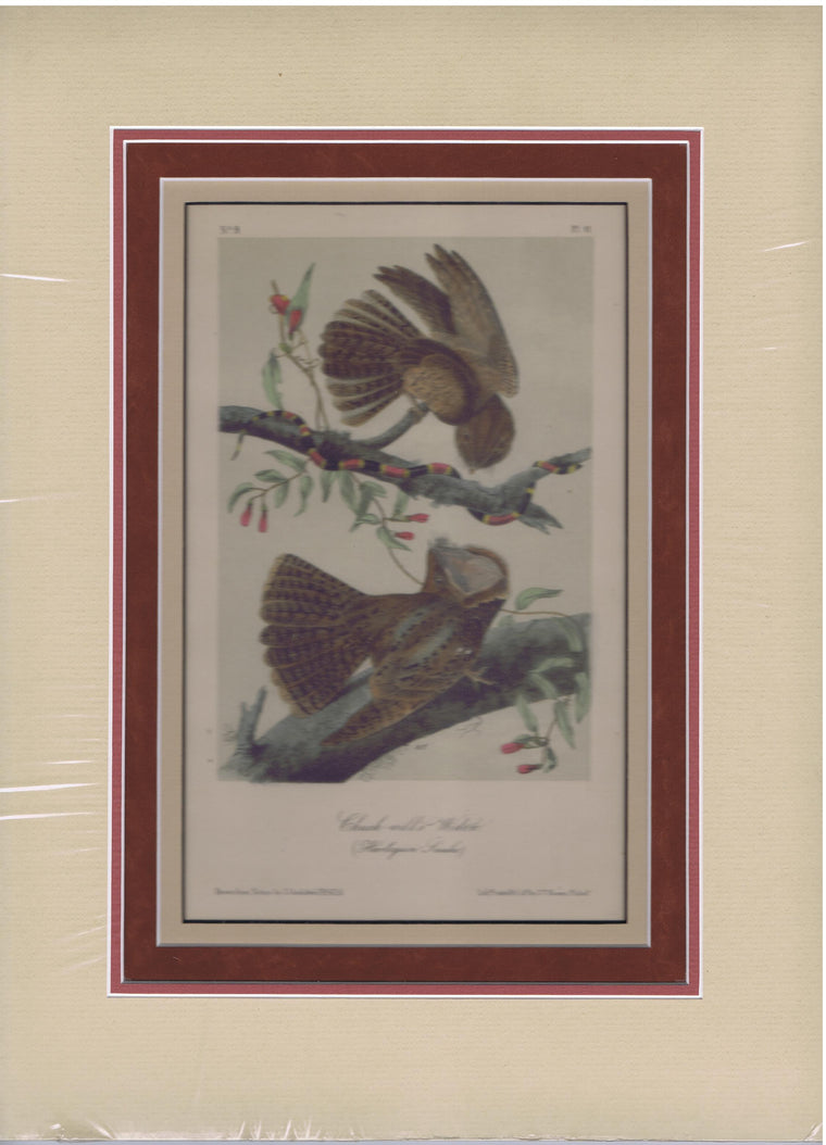 Audubon Original Octavo Matted, Chuck Will's Widow, plate 41