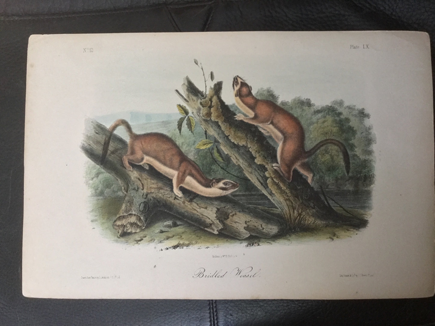 
                  
                    Lord-Hopkins Collection - Bridled Weasel, shop notes on back
                  
                