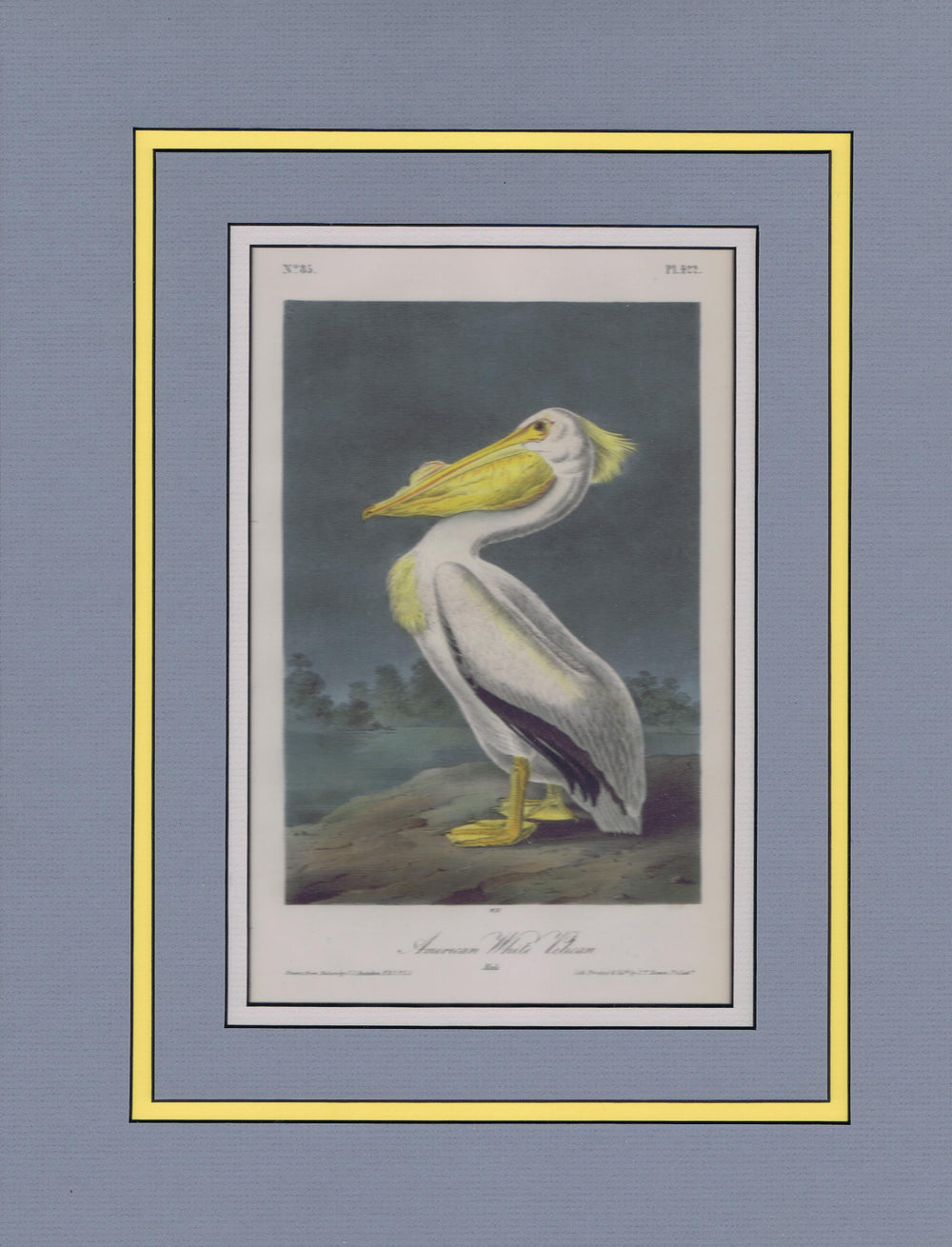 Audubon Original Octavo Matted, American White Pelican, plate 422