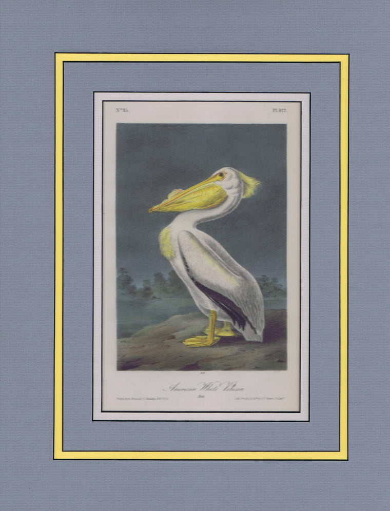 Audubon Original Octavo Matted, American White Pelican, plate 422