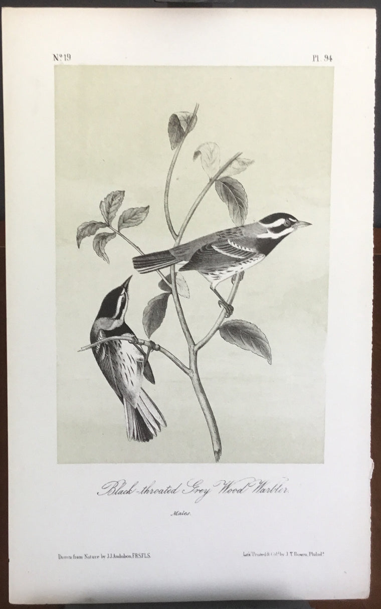 Audubon Octavo Black-throated Grey Wood Warbler, plate 94, uncolored test sheet, 7 x 11