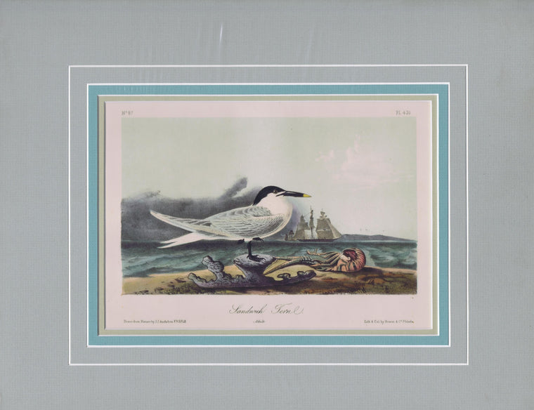 Audubon Original Octavo Matted, Sandwich Tern, plate 431