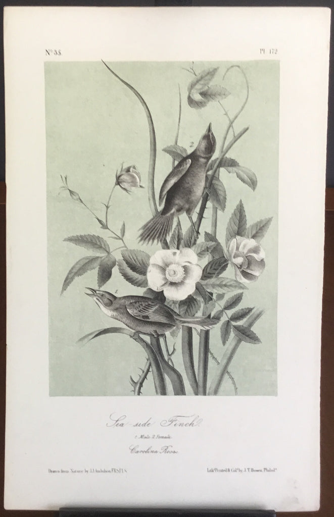 Audubon Octavo Sea-side Finch (3), plate 172, uncolored test sheet, 7 x 11