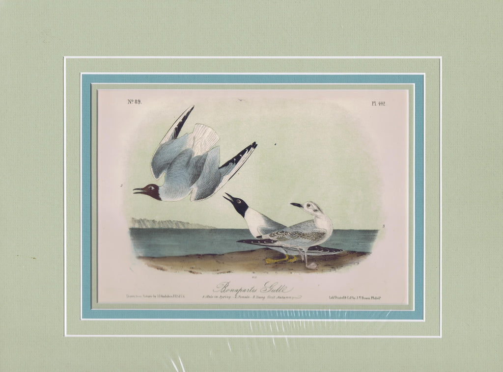 Audubon Original Octavo Matted, Bonaparte's Gull, plate 442