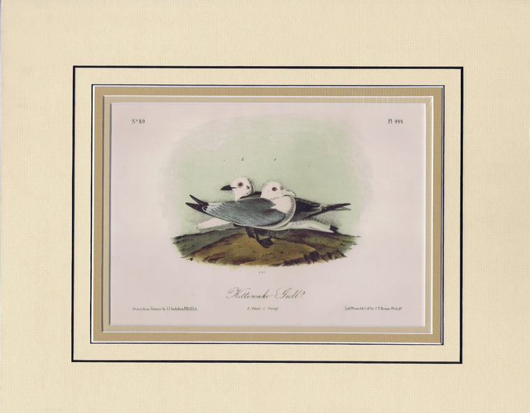Audubon Original Octavo Matted, Kittiwake Gull, plate 444