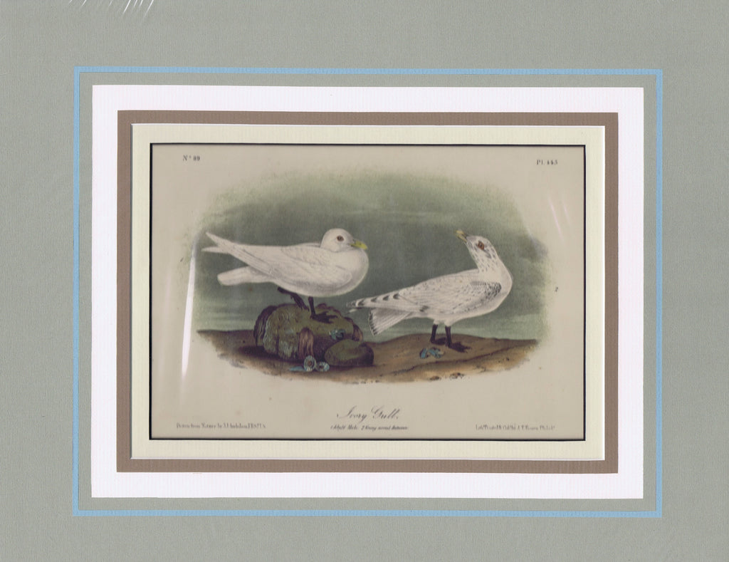 Audubon Original Octavo Matted, Ivory Gull, plate 445