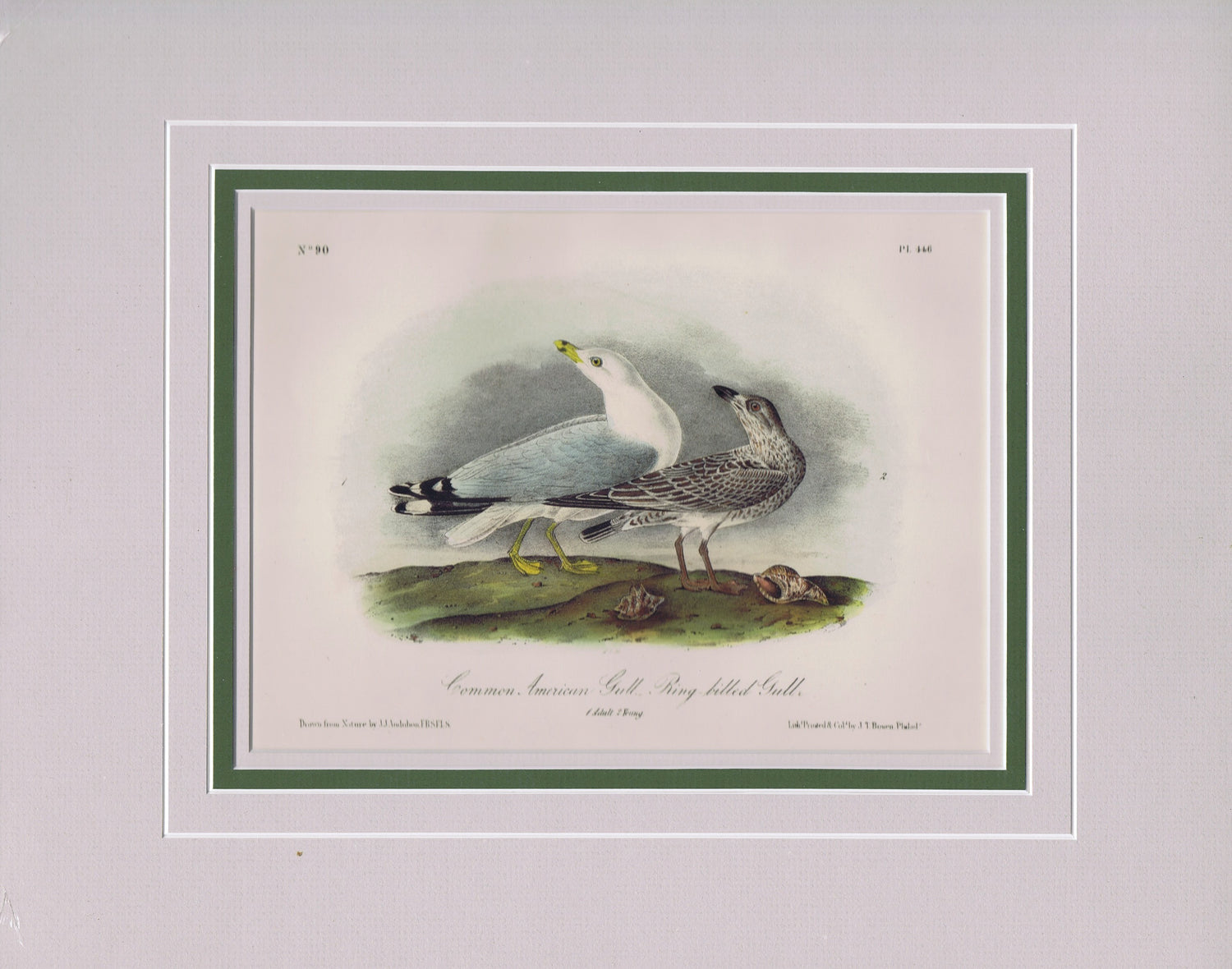 Audubon Original Octavo Matted, Common American Gull, plate 446