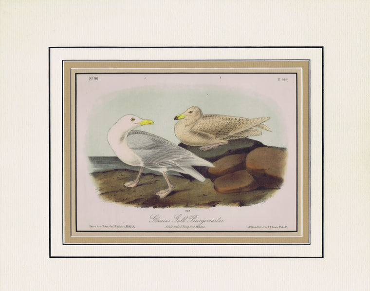 Audubon Original Octavo Matted, Glaucous Gull, plate 449
