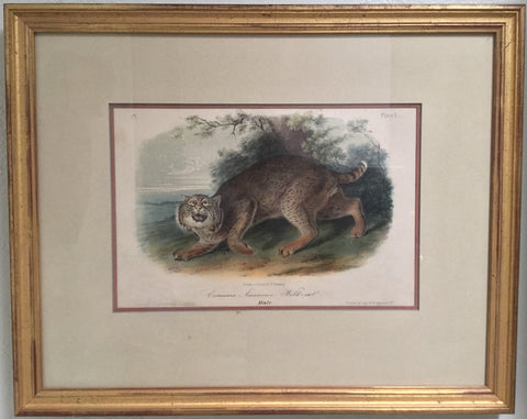 Original Audubon Octavo Common American Wildcat, Plate 1 (Framed)