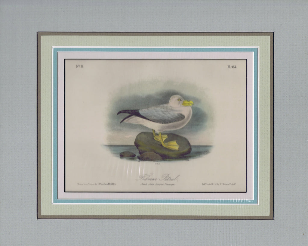 Audubon Original Octavo Matted, Fulmar Petral, plate 455